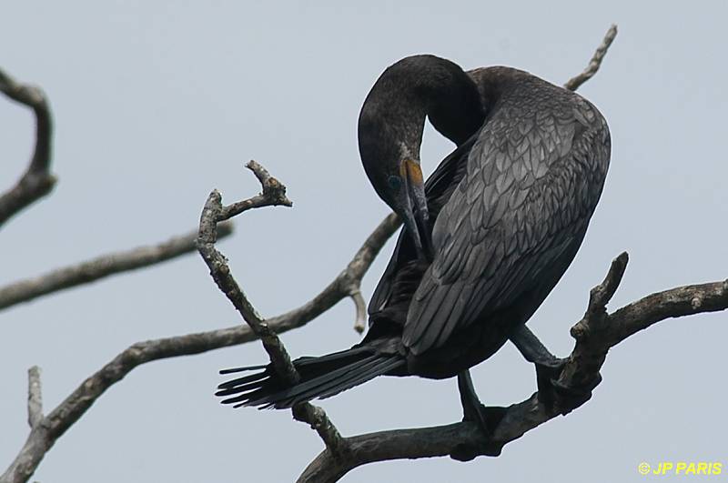Phalacrocorax brasilianus